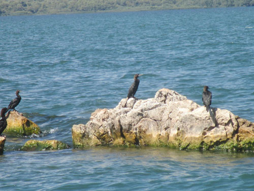 Cormoranes en el Lago Skadar